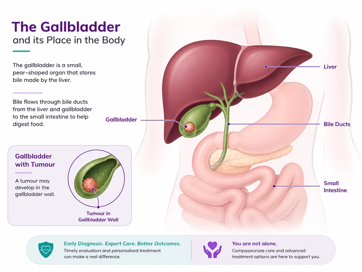 Gallbladder anatomy — a small organ under the liver connected to the bile ducts