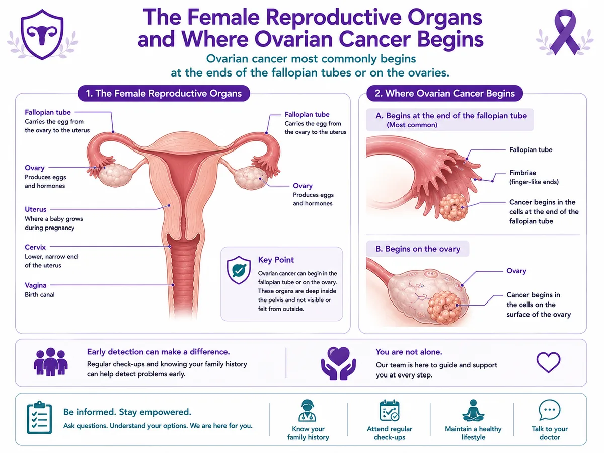 Female reproductive anatomy and where ovarian cancer begins — the ovaries, fallopian tubes and uterus