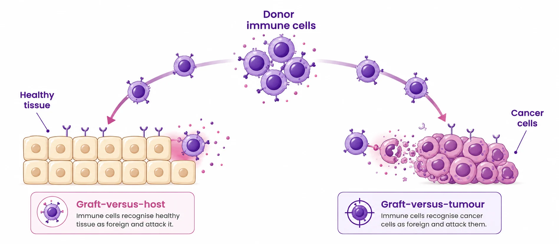 Diagram of how donor immune cells cause graft-versus-host disease by attacking healthy tissue, while the same cells attack residual cancer cells in the graft-versus-tumour effect after an allogeneic transplant — CION Cancer Clinics