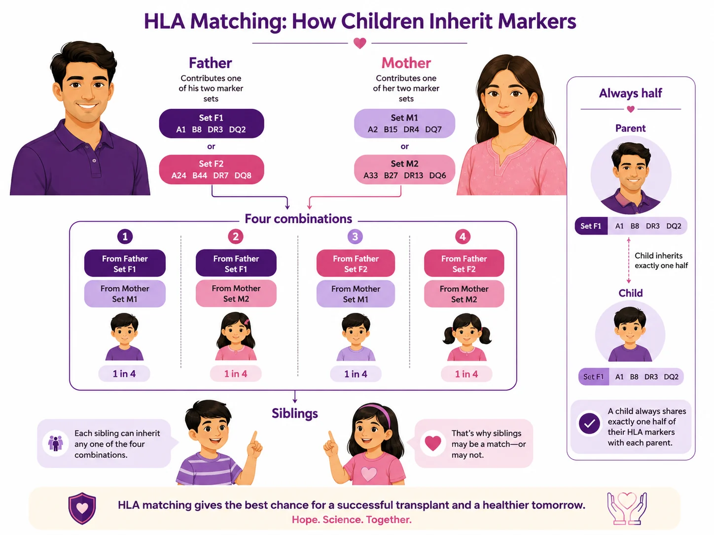 Diagram of HLA inheritance showing why siblings have a one in four chance of a full bone marrow match, while a parent or child is always a half-match — CION Cancer Clinics