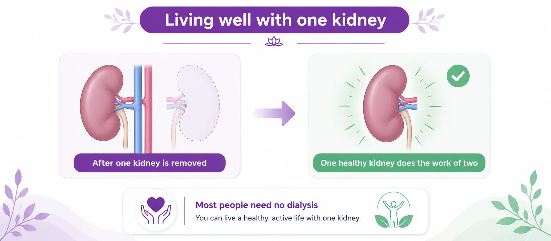 Reassurance diagram showing that one healthy kidney does the work of two after a nephrectomy, with most people needing no dialysis