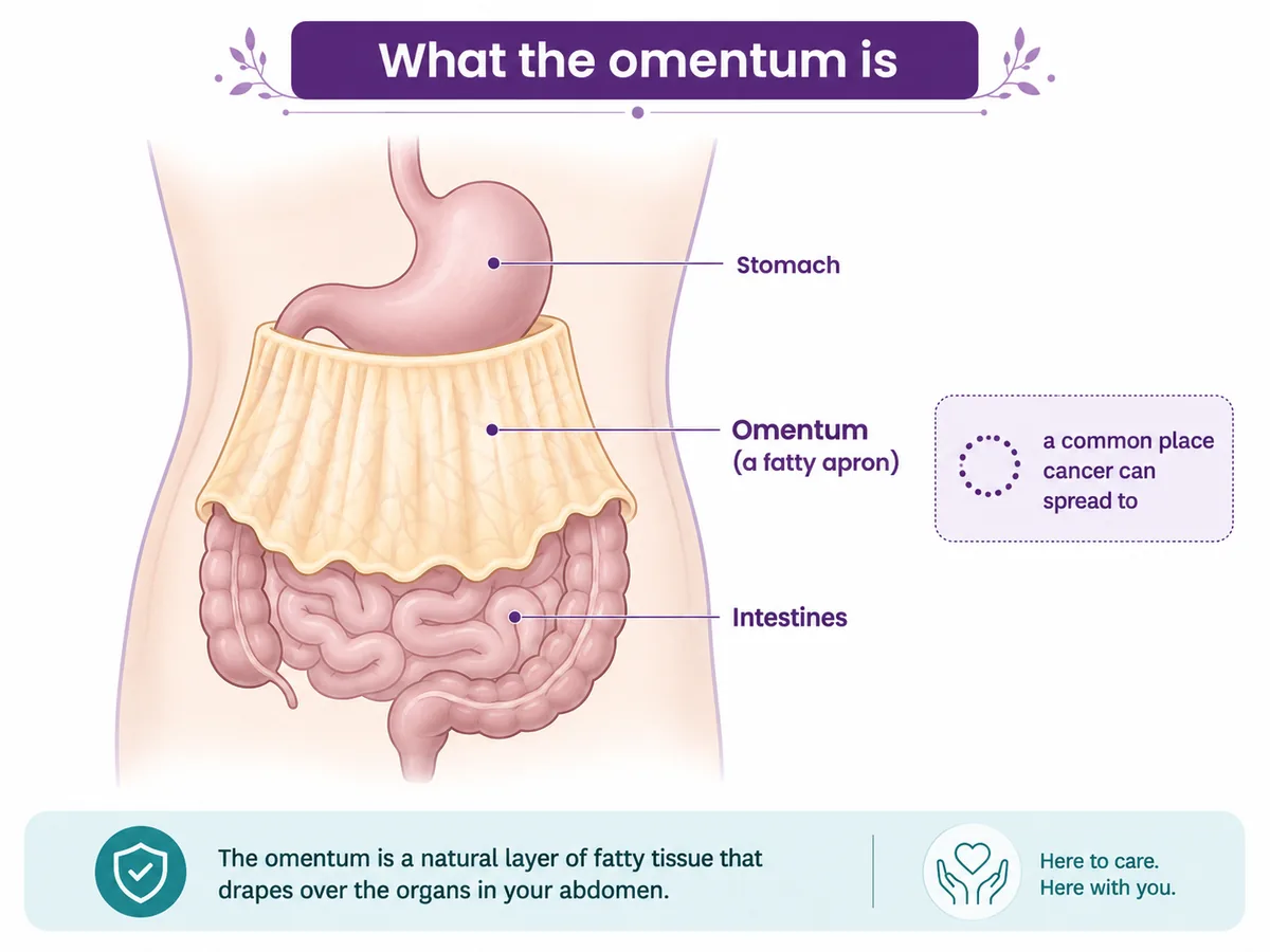 Diagram showing the omentum as a fatty apron draped over the stomach and intestines, and a common place ovarian and stomach cancer can spread to, CION Cancer Clinics Hyderabad