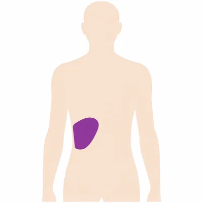 A body outline with the liver marked