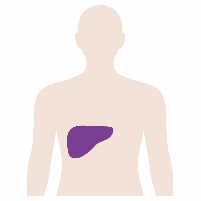 Body diagram with the liver and abdomen marked, reached under ultrasound guidance where the target is not hidden behind gas or bone