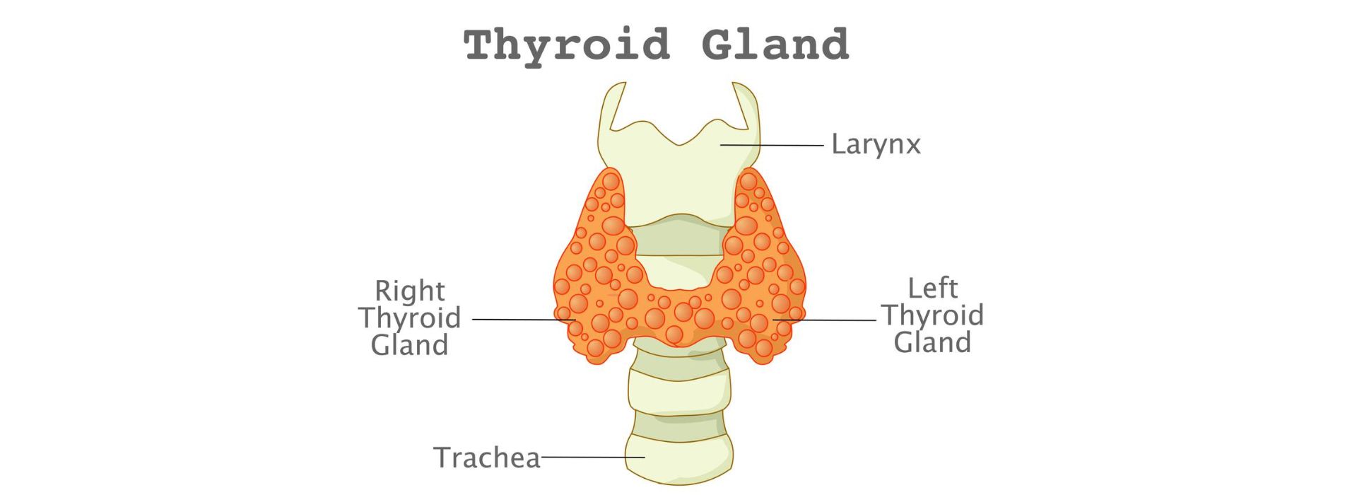 Thyroid gland functions 