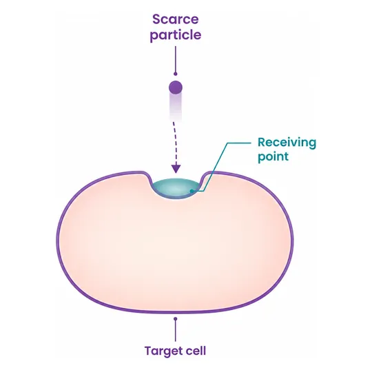 The other kind of tablet lowers how much oestrogen the body makes - CION Cancer Clinics