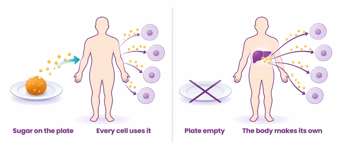 Diagram showing the body makes its own glucose when sugar is cut from the plate - CION Cancer Clinics