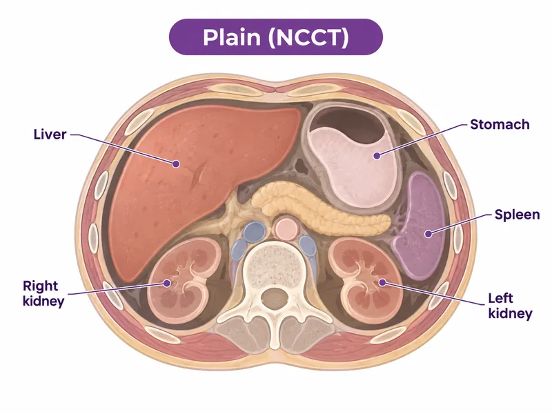 Diagram of a plain CT slice where vessels and organ edges are hard to separate - CION Cancer Clinics
