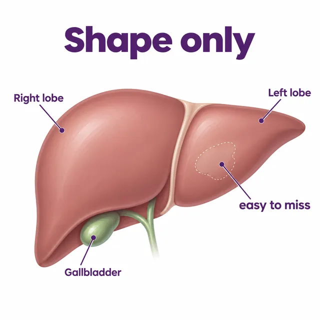 Diagram of a structural scan where a small change is marked only by a faint outline - CION Cancer Clinics