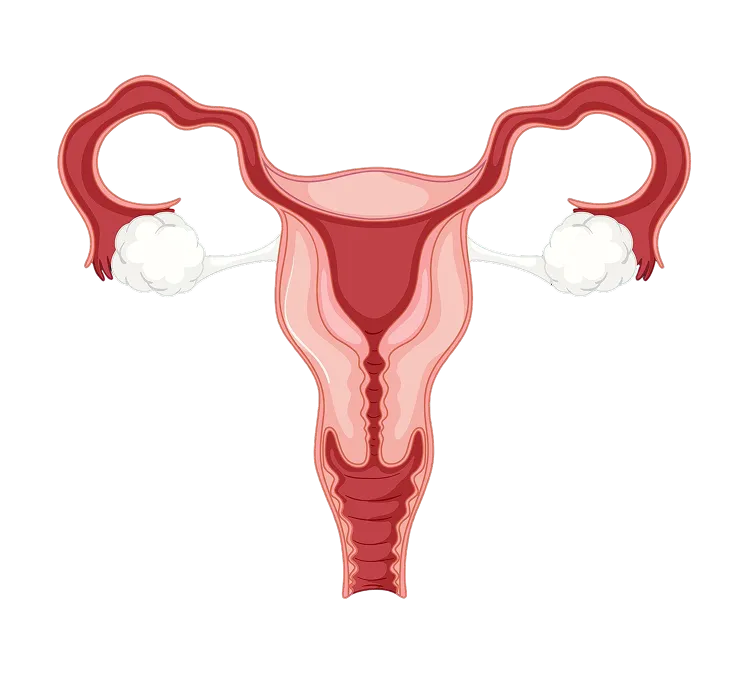endometrial Pager