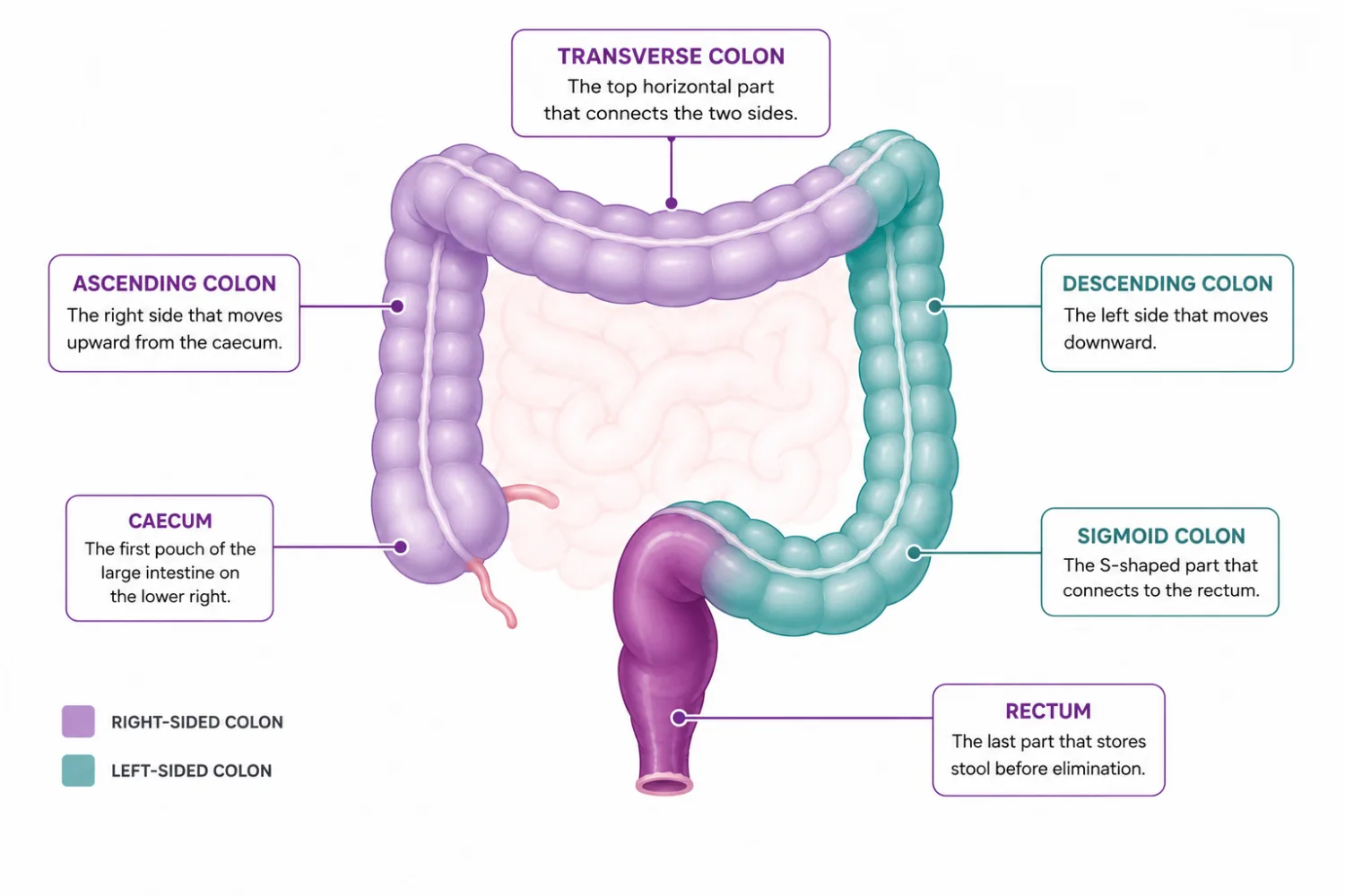 Labelled anatomy of the colon segments - CION Cancer Clinics, Hyderabad